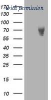 OriGene TA502975AM image 1