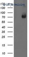 OriGene TA502977AM image 1