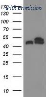 OriGene TA502985BM image 1