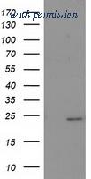 OriGene TA502990AM image 1