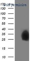 OriGene TA502998BM image 1