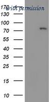 OriGene TA503012AM image 1