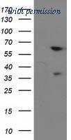 OriGene TA503013BM image 1