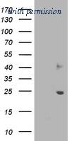 OriGene TA503025AM image 1