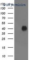 OriGene TA503031BM image 1