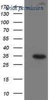 OriGene TA503039AM image 1