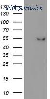 OriGene TA503047AM image 1