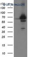 OriGene TA503060BM image 1