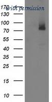 OriGene TA503080AM image 1