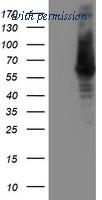 OriGene TA503081AM image 1