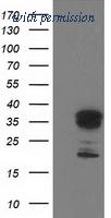 OriGene TA503082AM image 1