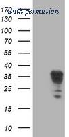 OriGene TA503089BM image 1