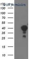 OriGene TA503090BM image 1