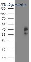 OriGene TA503104AM image 1