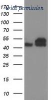 OriGene TA503110BM image 1