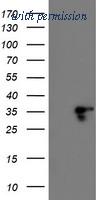 OriGene TA503114AM image 1