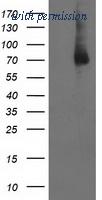 OriGene TA503122BM image 1