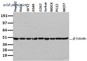OriGene TA503129AM image 1