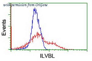 OriGene TA503135AM image 1