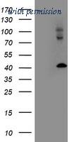 OriGene TA503139AM image 1