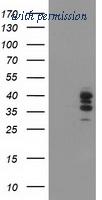 OriGene TA503144AM image 1