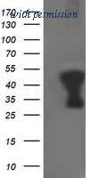 OriGene TA503146AM image 1