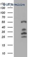 OriGene TA503159AM image 1