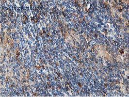 OriGene TA503161BM image 1