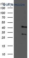 OriGene TA503170AM image 1