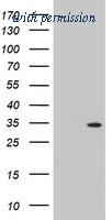 OriGene TA503184BM image 1