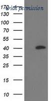 OriGene TA503185AM image 1