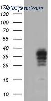 OriGene TA503186AM image 1