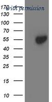 OriGene TA503190BM image 1