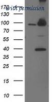 OriGene TA503198BM image 1
