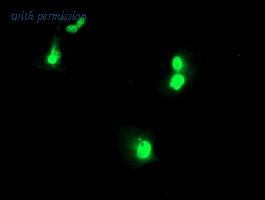 OriGene TA503202BM image 1