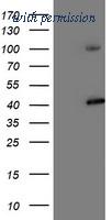 OriGene TA503217AM image 1