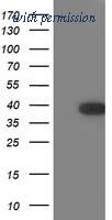 OriGene TA503222AM image 1