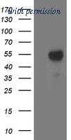 OriGene TA503226BM image 1