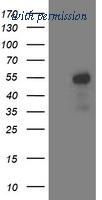 OriGene TA503227AM image 1