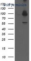 OriGene TA503229AM image 1