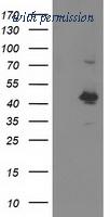 OriGene TA503240AM image 1