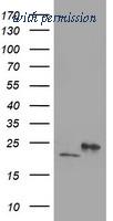 OriGene TA503259BM image 1