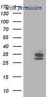 OriGene TA503263AM image 1