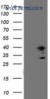 OriGene TA503265AM image 1