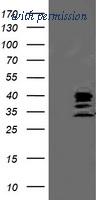 OriGene TA503266AM image 1