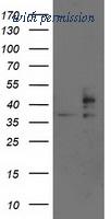 OriGene TA503268AM image 1