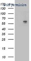 OriGene TA503269BM image 1