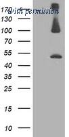 OriGene TA503270BM image 1