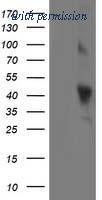 OriGene TA503274BM image 1