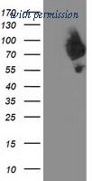 OriGene TA503285AM image 1